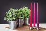 Taper Candles
