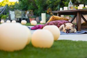 Dogs Need to Relax Too!