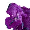 Artificial Vanda Orchid - Purple
