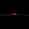 10 Micro LED Pink Submersible String Light