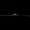 20 Micro LED Pink Submersible String Light