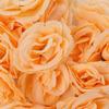 Bloomed Rose Buds - Champagne Fake Rose Buds