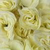 Bloomed Rose Buds - Cream Fake Rose Buds