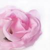 Bloomed Rose Buds - Pink Fake Rose Buds