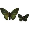 Non-Burning Green Butterfly Floaters