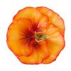 Floating Pansy Flower Candle