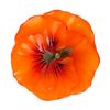 Floating Pansy Flower Candle