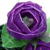 9Ft Romantic Rose Lights Decor - 110V AC String Lights- Lavender