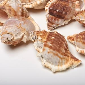 4 Cups Seashells Decorations