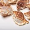 4 Cups Seashells Decorations