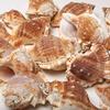 4 Cups Seashells Decorations