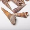 3 Cups Seashells Decorations