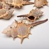 4 Cups Seashells Decorations