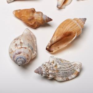 4 Cups Seashells Decorations