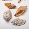 4 Cups Seashells Decorations