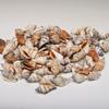 4 Cups Seashells Decorations