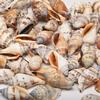 4 Cups Seashells Decorations