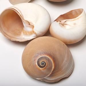 5 Cups Seashells Decorations