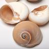 5 Cups Seashells Decorations
