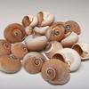 5 Cups Seashells Decorations
