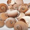 5 Cups Seashells Decorations