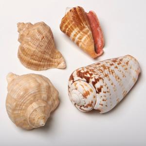 4 Cups Seashells Decorations