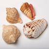 4 Cups Seashells Decorations