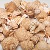 4 Cups Seashells Decorations