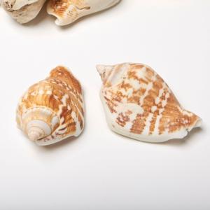3 Cups Seashells Decorations