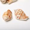 3 Cups Seashells Decorations