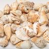 3 Cups Seashells Decorations