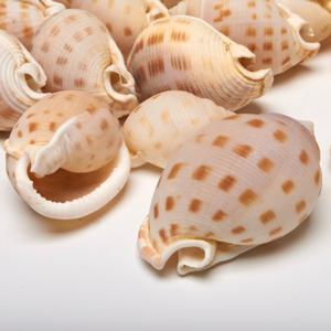3 Cups Seashells Decorations