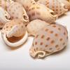3 Cups Seashells Decorations