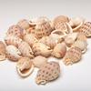3 Cups Seashells Decorations