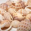 3 Cups Seashells Decorations